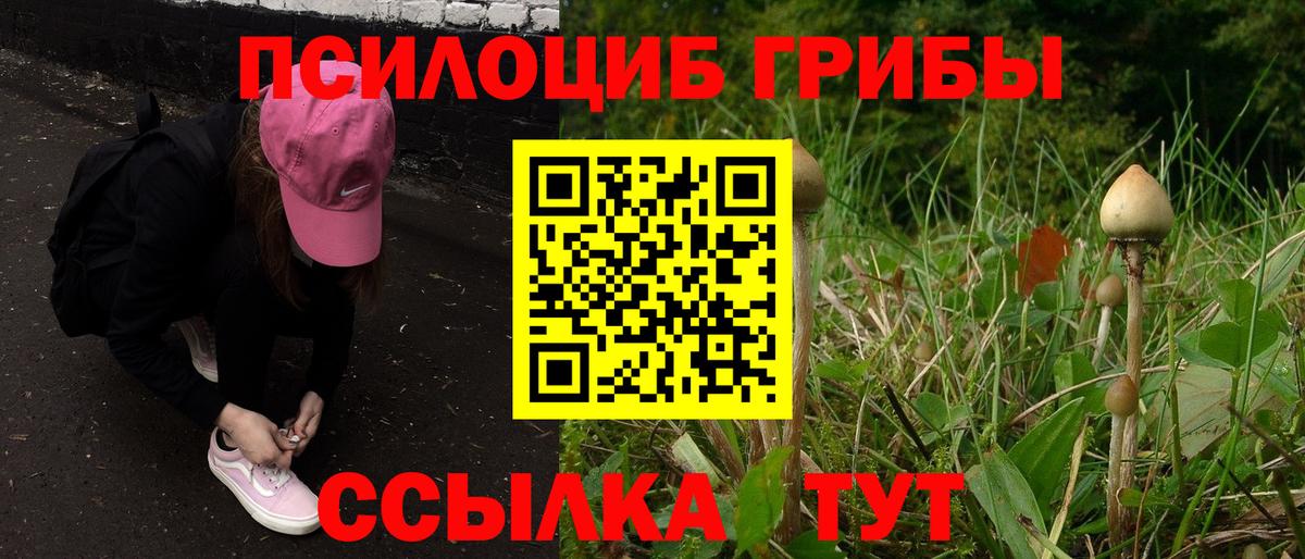 Галлюциногенные грибы Psilocybine cubensis Луга