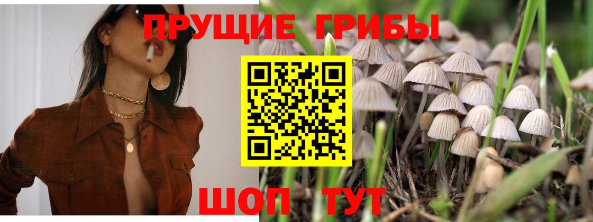 Галлюциногенные грибы ЛСД  магазин продажи наркотиков  Луга  Псилоцибиновые грибы Psilocybe  Вход с VPN 